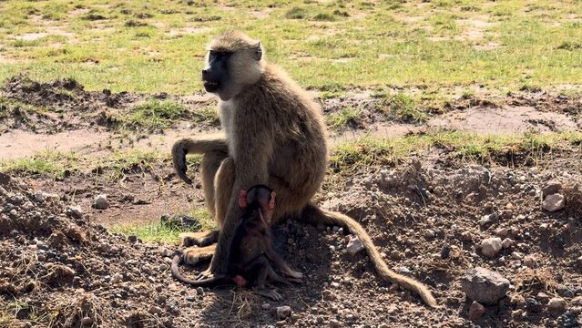 famille singe vid&eacute;o 4K