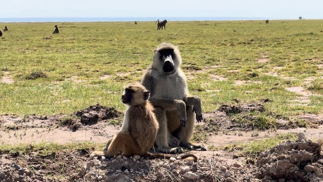 Deux singes assis vid&eacute;o 4K