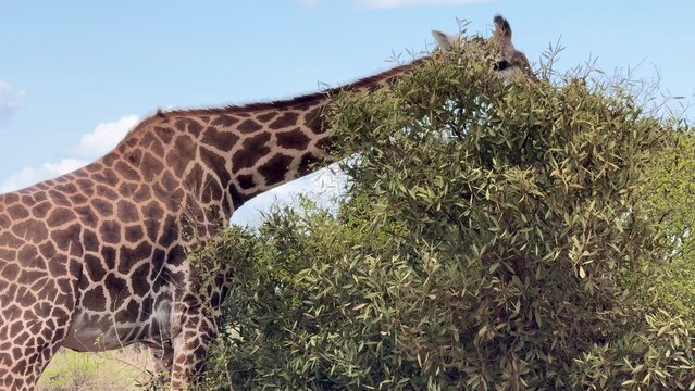 girafe qui mange vid&eacute;o 4K