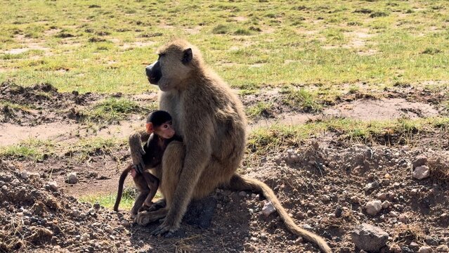 Petit singe et sa maman vid&eacute;o 4K