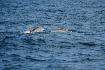 Fototapeta premium Wild Dolphins in Natural Ocean Habitat