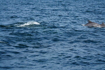Naklejka premium Wild Dolphins in Natural Ocean Habitat