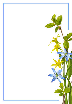 Spring flowers with fresh green leaves in a corner arrangement with blue frame isolated on white or transparent background