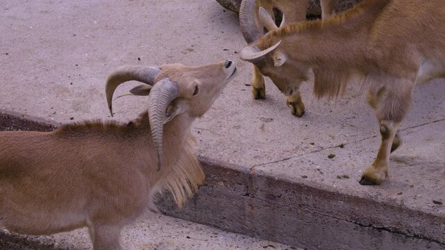 Close up of two young african mountain goats fighting with their horns on a sunny spring day