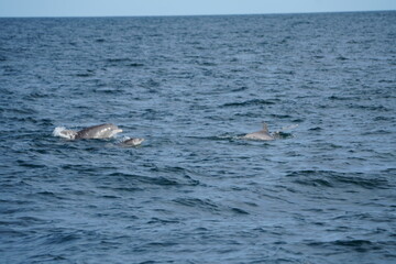 Fototapeta premium Wild Dolphins in Natural Ocean Habitat