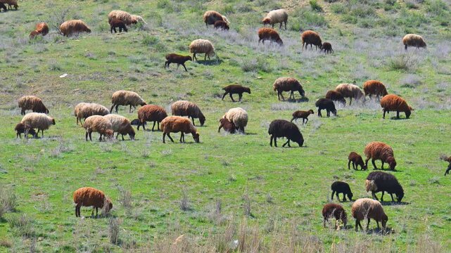 Flock of sheep grazing on green hillside. Animals move slowly among tall grasses. Scene shows natural pastoral landscape