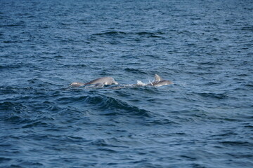 Fototapeta premium Wild Dolphins in Natural Ocean Habitat