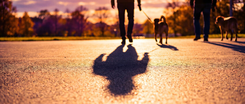 People walking dogs on a paved path at dusk with long shadows cast by warm sunset light