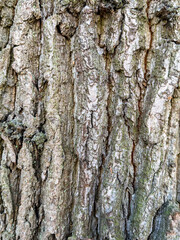 Fototapeta premium Tree bark showing detailed texture and natural rough surface
