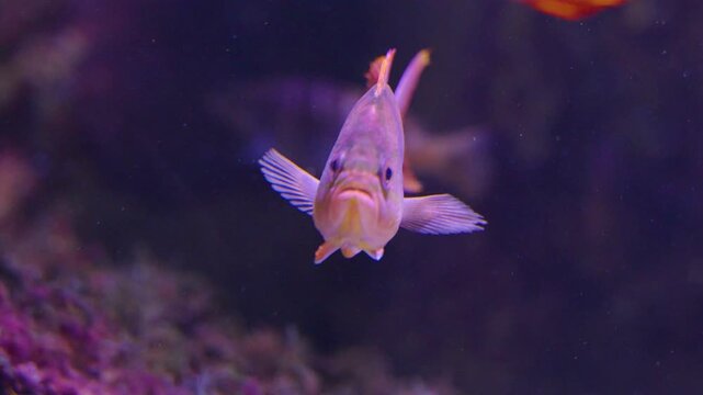 Close up of an orange cichlid fish with large fins swimming around underwater