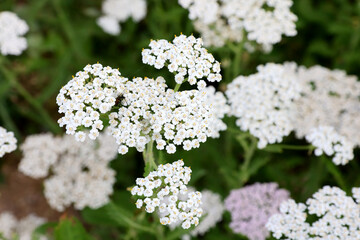 Medicinal plant, common yarrow, Achillea millefolium in a field at the edge of meadow. © Silviu
