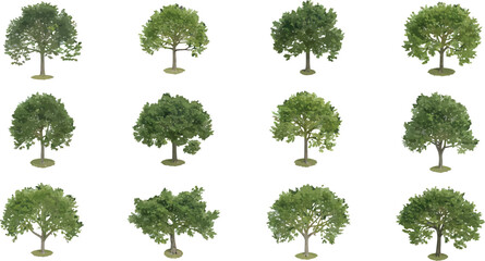 Fototapeta premium Collection of Twelve Isolated Green Deciduous Trees for Architectural Visualization and Landscape Design Vector Illustration Set