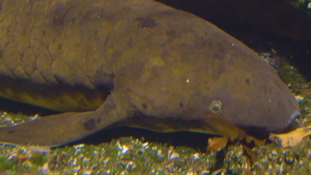Close up of a Queensland lungfish head moving around a river underwater