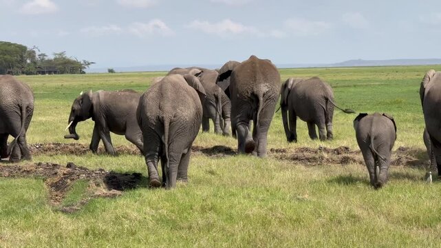 El&eacute;phants de dos vid&eacute;o 4K