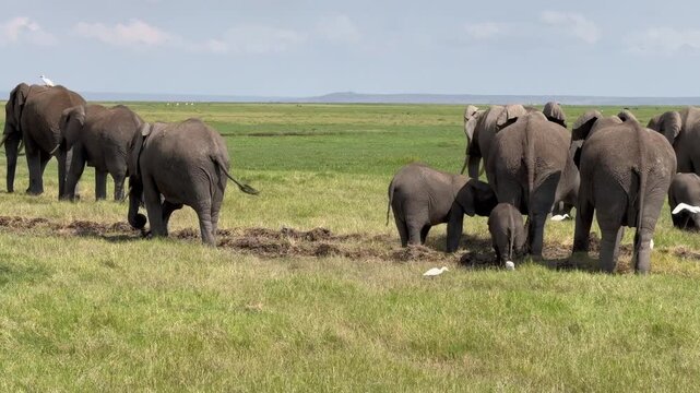 El&eacute;phants dans le marais