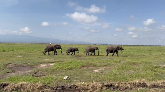 Passage d'&eacute;l&eacute;phants d'Afrique vid&eacute;o 4K