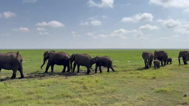 Famille d'&eacute;l&eacute;phants vid&eacute;o 4K