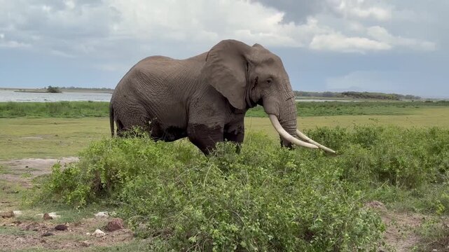 Un &eacute;l&eacute;phant sort de l'eau vid&eacute;o 4K