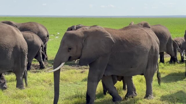 Des &eacute;l&eacute;phants d'Afrique vid&eacute;o 4K