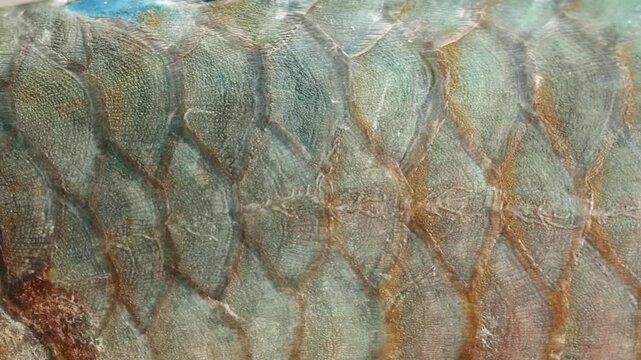 Parrotfish is a type of fish that is very important for the marine ecosystem.