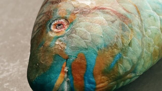 Parrotfish is a type of fish that is very important for the marine ecosystem.