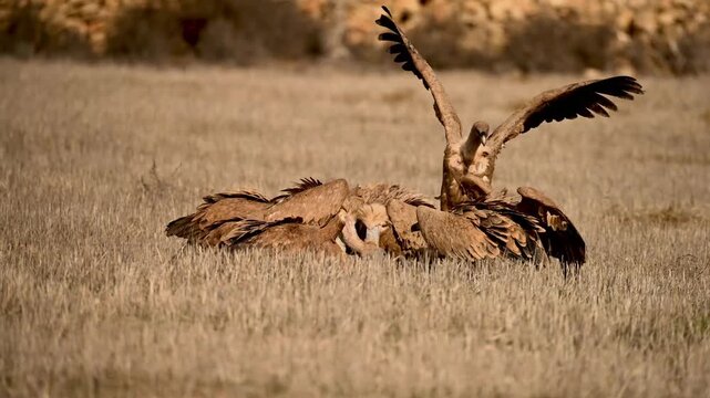 Griffon vultures feeding on the carcass of a wild boar in dry grasslands.