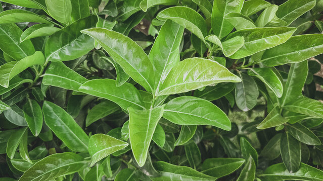 Lush green glossy leaves close up forming dense natural background with fresh vibrant texture, featuring vinca minor periwinkle foliage, ideal for eco design, botanical themes and organic branding