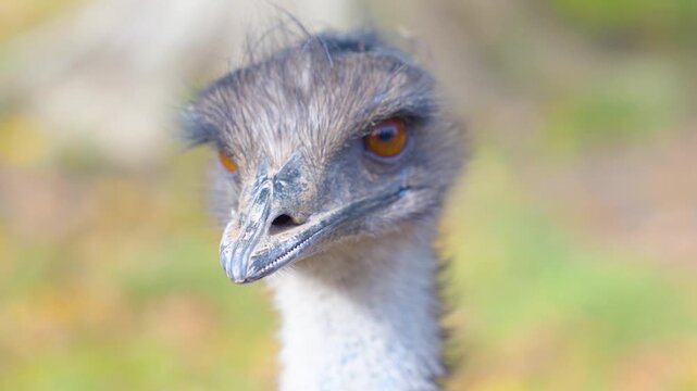 Close up of an emu bird head standing on a meadow looking around on a sunny spring day