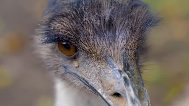 Close up of an emu bird head standing on a meadow looking around on a sunny spring day