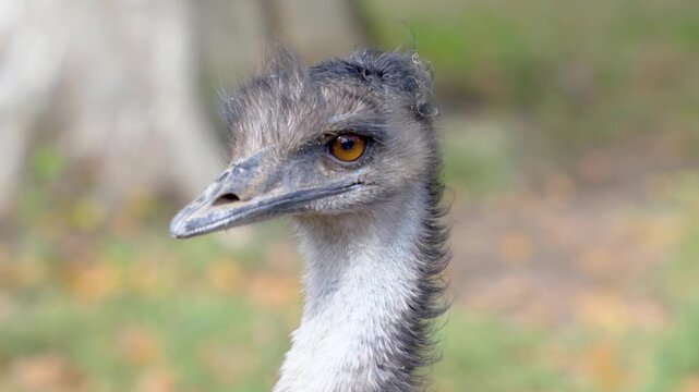 Close up of an emu bird head standing on a meadow looking around on a sunny spring day