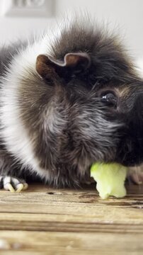 Abyssinian guinea pig eating basil leaves close up