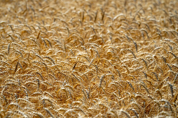 Fototapeta premium Wheat background with golden stalks and rural landscape. Close-up wheat background showing detailed grain texture. Wheat field background. Textured wheat and organic crops.