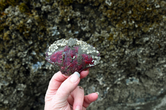 Abalone Shell Encrusted With Baracles