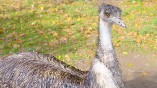  Close up of an emu bird head standing on a meadow looking around on a sunny spring day