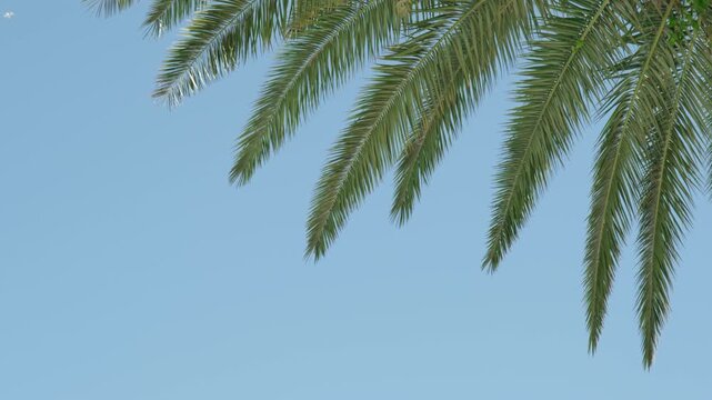 Green leaves of palm tree branches sway in breeze against background clear blue sky
