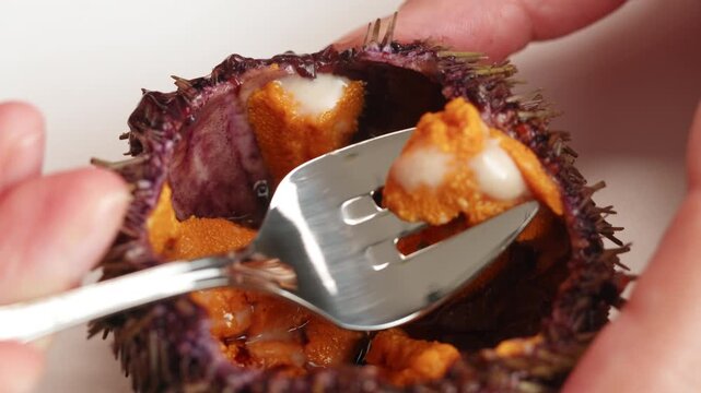 Seafood Closeup view of fresh sea urchins, Pseudechinus magellanicus, in a white bowl. Chef opening japanese uni, raw bar crudo delicatessen 