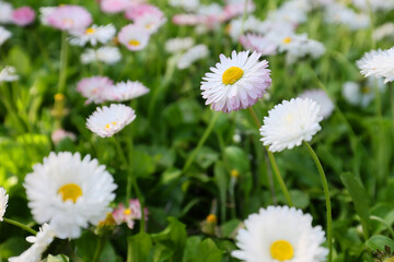 Hundreds of flowers of delicate white and pink daisies, bellis perennis on a green grass fields in a sunny day of spring. © Silviu