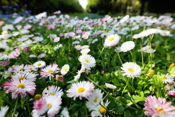 Hundreds of flowers of delicate white and pink daisies, bellis perennis on a green grass fields in a sunny day of spring. © Silviu