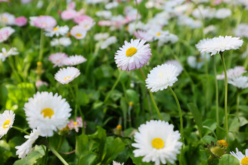 Hundreds of flowers of delicate white and pink daisies, bellis perennis on a green grass fields in a sunny day of spring. © Silviu