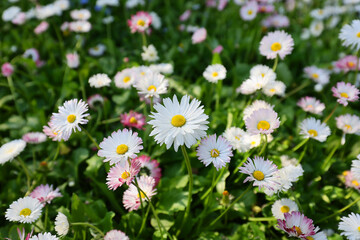 Hundreds of flowers of delicate white and pink daisies, bellis perennis on a green grass fields in a sunny day of spring. © Silviu