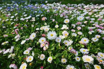 Hundreds of flowers of delicate white and pink daisies, bellis perennis on a green grass fields in a sunny day of spring. © Silviu