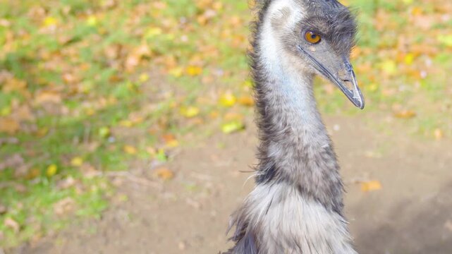 Close up of an emu bird head standing on a meadow looking around on a sunny spring day
