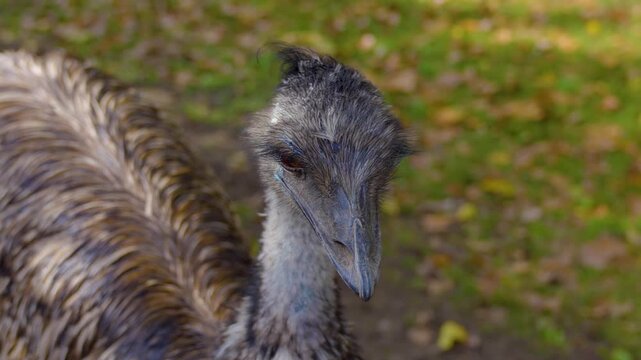Close up of an emu bird head standing on a meadow looking around on a sunny spring day