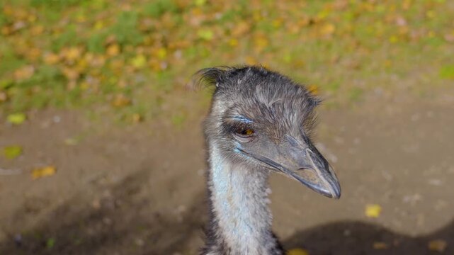  Close up of an emu bird head standing on a meadow looking around on a sunny spring day