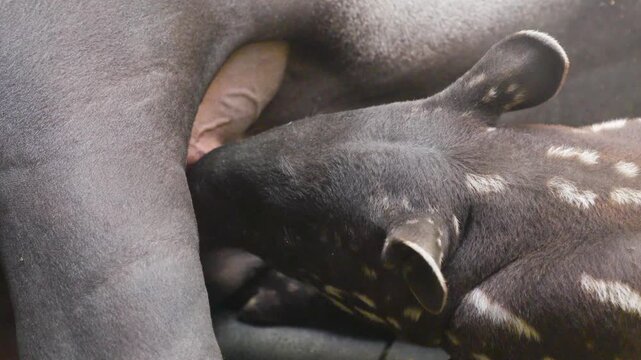 Close up of tapir baby and mother laying down the baby is suckling on the udder.