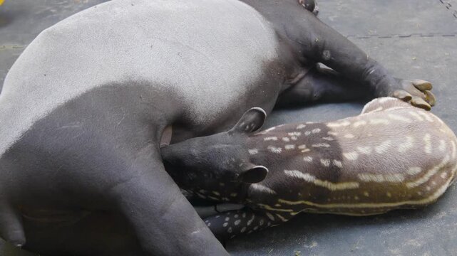 Close up of tapir baby and mother laying down the baby is suckling on the udder.