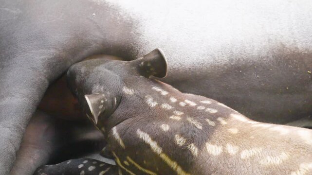 Close up of tapir baby and mother laying down the baby is suckling on the udder.