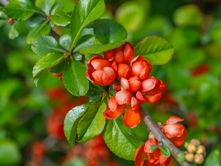 Fototapeta premium Close-up of Japanese quince (Chaenomeles) flowers and buds on a branch with glossy green leaves. Bright red petals in sunlight create a vivid spring garden scene with soft background