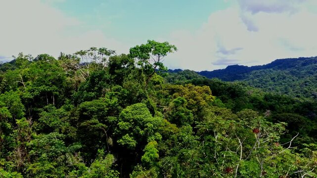 Turning around the tree tops in a tropical forest canopy: nature background with a detailed view of the trees