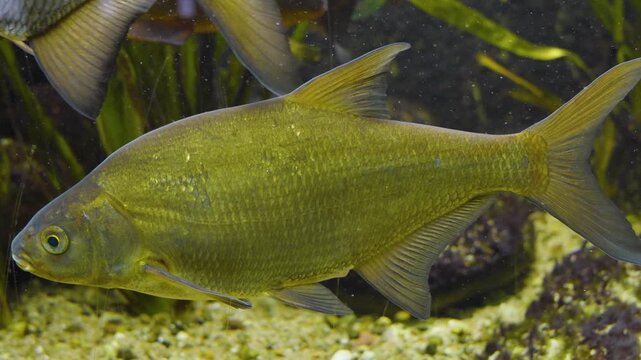 Close up of a barbel or barbe fish floating slowly around beside water plants underwater 
